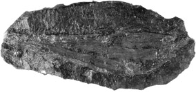 Superclass Tetrapoda, Class Amphibia Fig. 251.