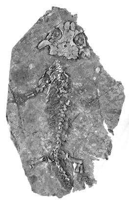 Superclass Tetrapoda, Class Amphibia Discosauriscus austriacus (Makowsky, 1876) (Figs. 266, 267) 1876 Archegosaurus austriacus Makowsky, p. 155 1879a Branchiosaurus moravicus, Fr. Fritsch, pp.