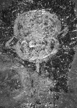 Class Merostomata CLASS MEROSTOMATA DANA, 1852 SUBCLASS XIPHOSURA LATREILLE, 1802 ORDER XIPHOSURIDA LATREILLE, 1802 SUBORDER BELLINURINA ZITTEL & EASTMAN, 1913 SUPERFAMILY EUPROÖPACEA RAYMOND, 1944