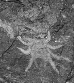 Class Arachnida Fig. 39. Anthracoscorpio juvensis (Ku ta, 1889). Holotype M 329, x 3.3. Rakovník. Fig. 38. Orthotarbus nyranensis Petrunkevitch, 1953. Holotype 6586, x 3.1. N fiany.