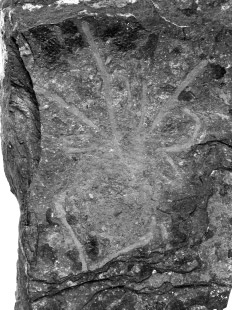 Class Arachnida Type: Holotype Me 58 (part and counterpart) figured by Fritsch (1904, Pl. 4, Fig. 5-7) and Petrunkevitch (1953, Figs. 63, 150) deposited at the National Museum, Prague.