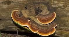 Trámovka plotní (Gloeophyllum sepiarium) roste od března do listopadu na pokáceném a odkorněném dřevě jehličnanů. Napadá i opracované dřevo (ploty, zábradlí).
