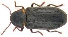 Červotoč umrlčí (Anobium pertinax Linnaeus) je větší neţ červotoč prouţkovaný. Samičky kladou asi 30 vajíček do skulin nebo do starých chodeb.