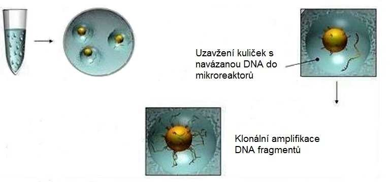 Obr. 10: Průběh empcr. EmPCR umožňuje klonální amplifikaci molekul DNA na rozhraní voda/olej. Na konci amplifikace jsou na jedné kuličce namnoženy miliony identických molekul DNA (http://www.