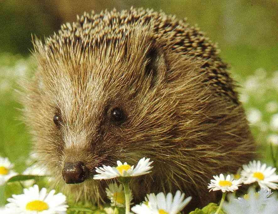 In den Morgenkreis kam uns der Herbstwichtel besuchen. Er hatte uns viel zu erzählen, denn im Wald herrscht jetzt Hochbetrieb.