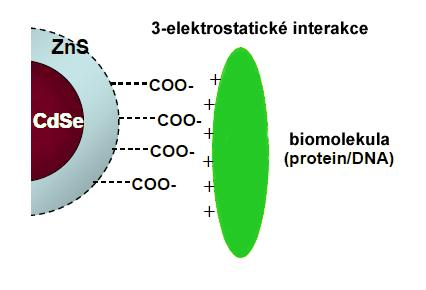 Obr. 4 Metody biokonjugace QDs, převzato a upraveno z [11] Biofunkcionalizace QDs se provádí za účelem snadného navázání zájmových látek (proteiny, nukleové kyseliny), např.