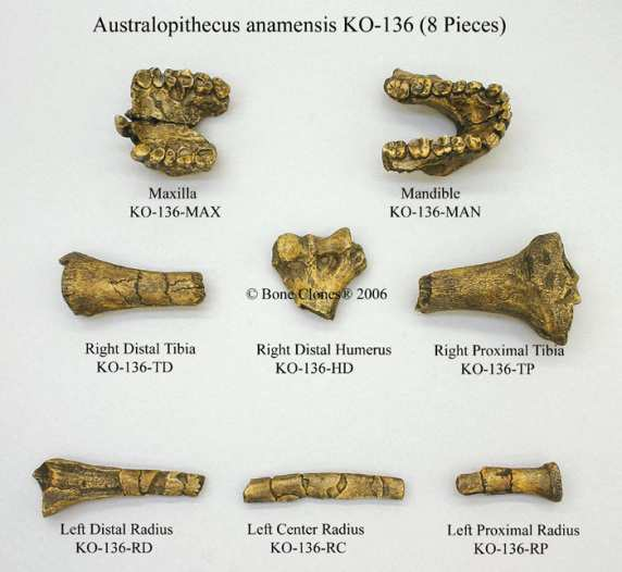 A. africanus a Paranthropus pravděpodobně příbuzní rodům Kenyanthropus + Homo A. garhi, A. afarensis, A.