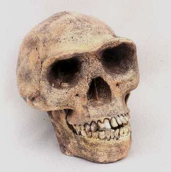 Velcí lidé mimořádně nestabilní taxonomie (2 druhy H. erectus a H. sapiens nebo cca 10?) Homo ergaster 1.5-2 Mya Homo georgicus (???) 1.7 Mya Homo erectus 1.8 Mya Homo pekinensis (?