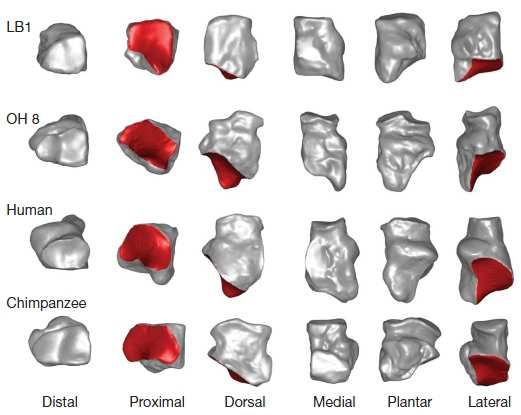 Homo floresiensis os cuboideum