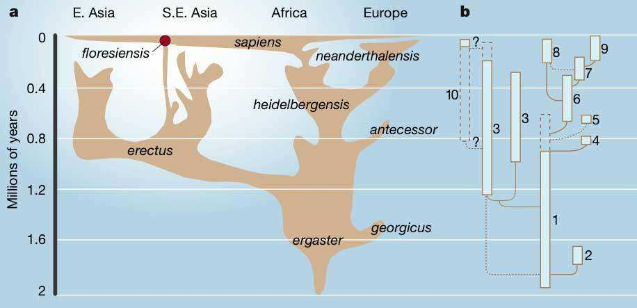 Kraniofaciální morfologie H. floresiensis (2011) morfologická analýza nejlíp podporuje hypotézu, že hobit je druhotně zmenšený mikroinsulární H.