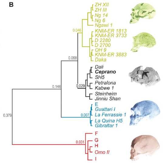 Homo heidelbergensis fenetická analýza kraniálních znaků ukázala, že H.