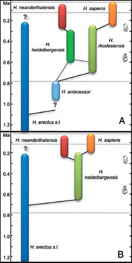 Fylogeneze Homo sapiens a H. neanderthalensis molekulární divergence H.