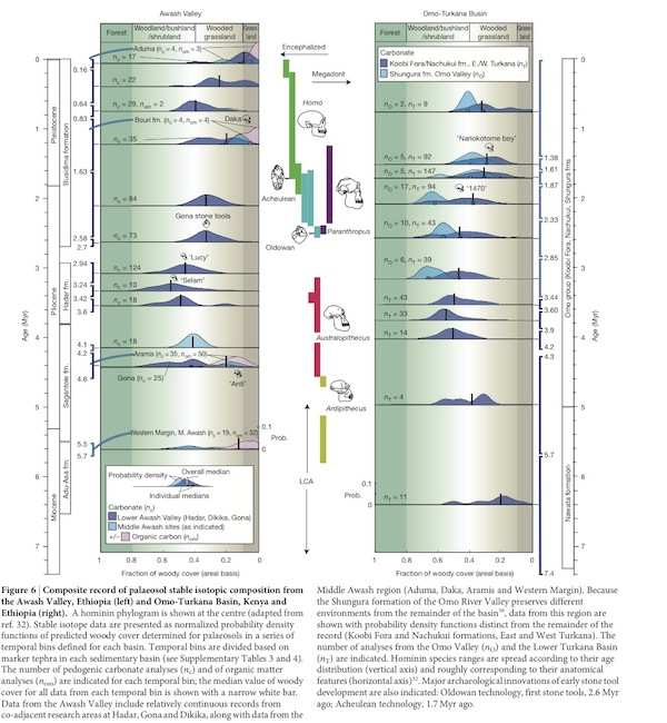 radiokarbonová analýza vzorků půd v Awashi (Etiopie) a u jezera Turkana (Keňa) v zásadě potvrzeno: evoluce