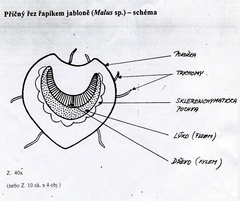 1. Kreslíme tužkou (nejlépe měkčí č.2), popisujeme propiskou (perem). 2. Objekty zakreslujeme dostatečně velké (např.: buňka cca 8 cm v průměru). 3. Kreslíme jednou čarou. 4.