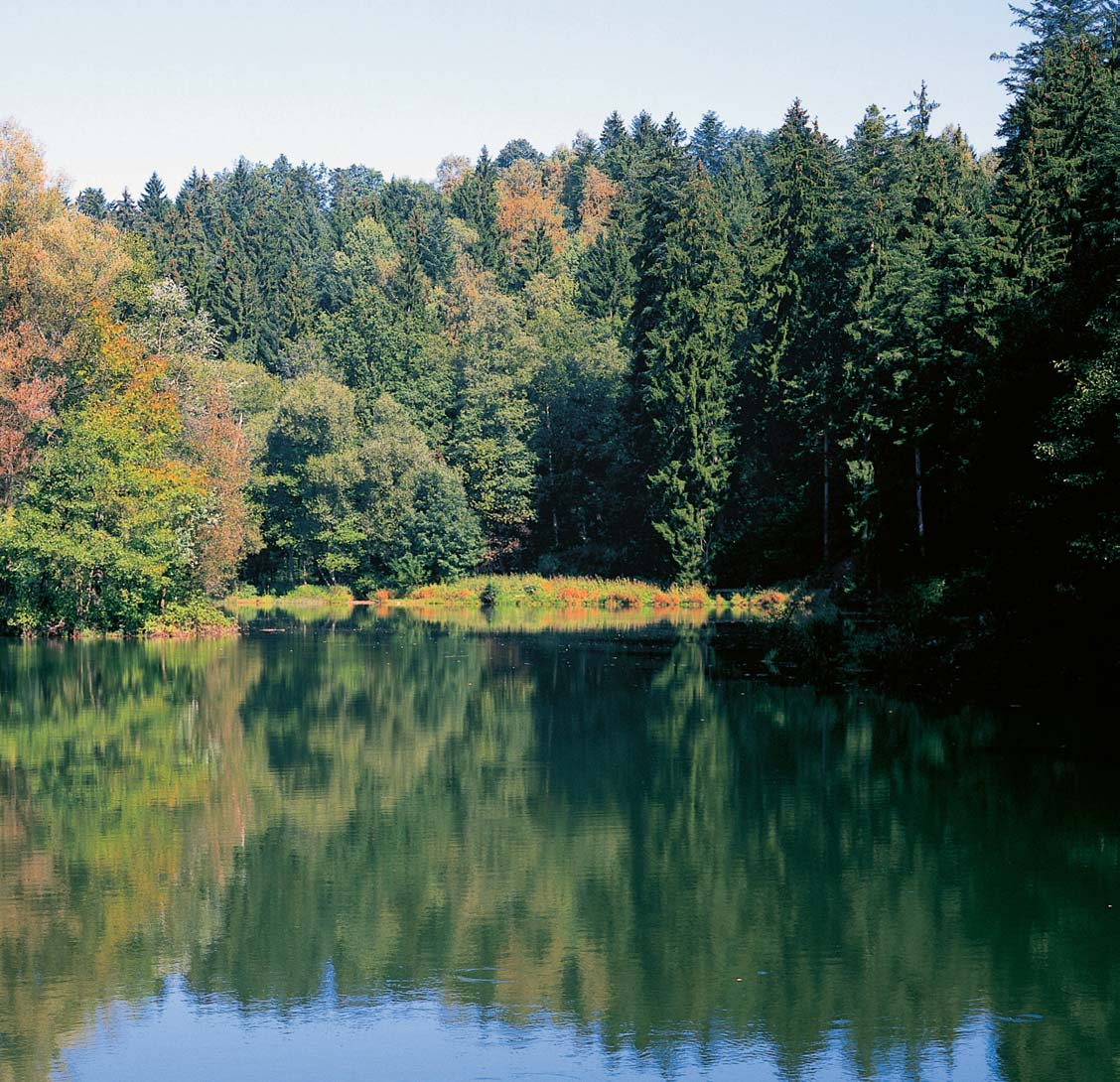 Okres Rychnov nad KnûÏnou Vzhledem k charakteru biotopû pfievaïují vpfiírodním parku lesní druhy obratlovcû.