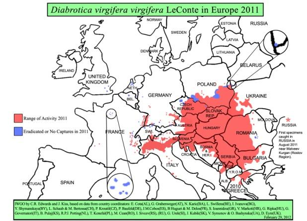 Obr. 8 Šíření BK v Evropě v roce 2008 Obr. 9 Šíření BK v Evropě v roce 2009 Obr. 10 Šíření BK v Evropě v roce 2010 Obr. 11 Šíření BK v Evropě v roce 2011 Zdroj: EDWARDS C. R. & KISS J.