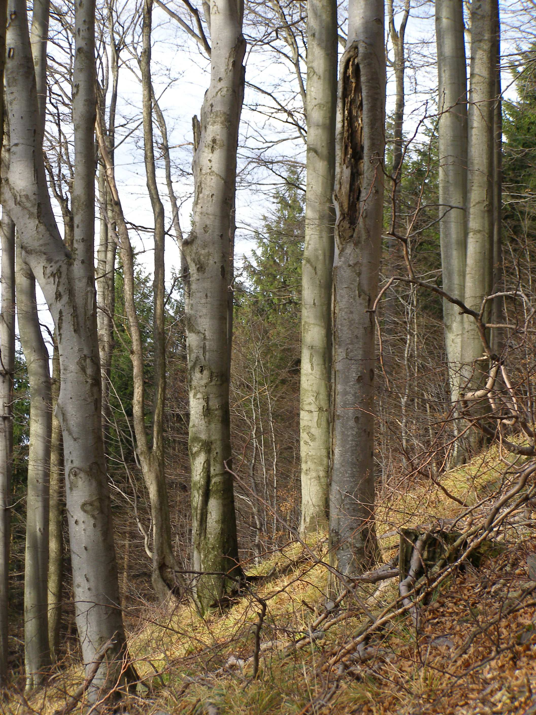 Foto č. 4: Buková kmenovina s porostem bylin ve střední části rezervace.