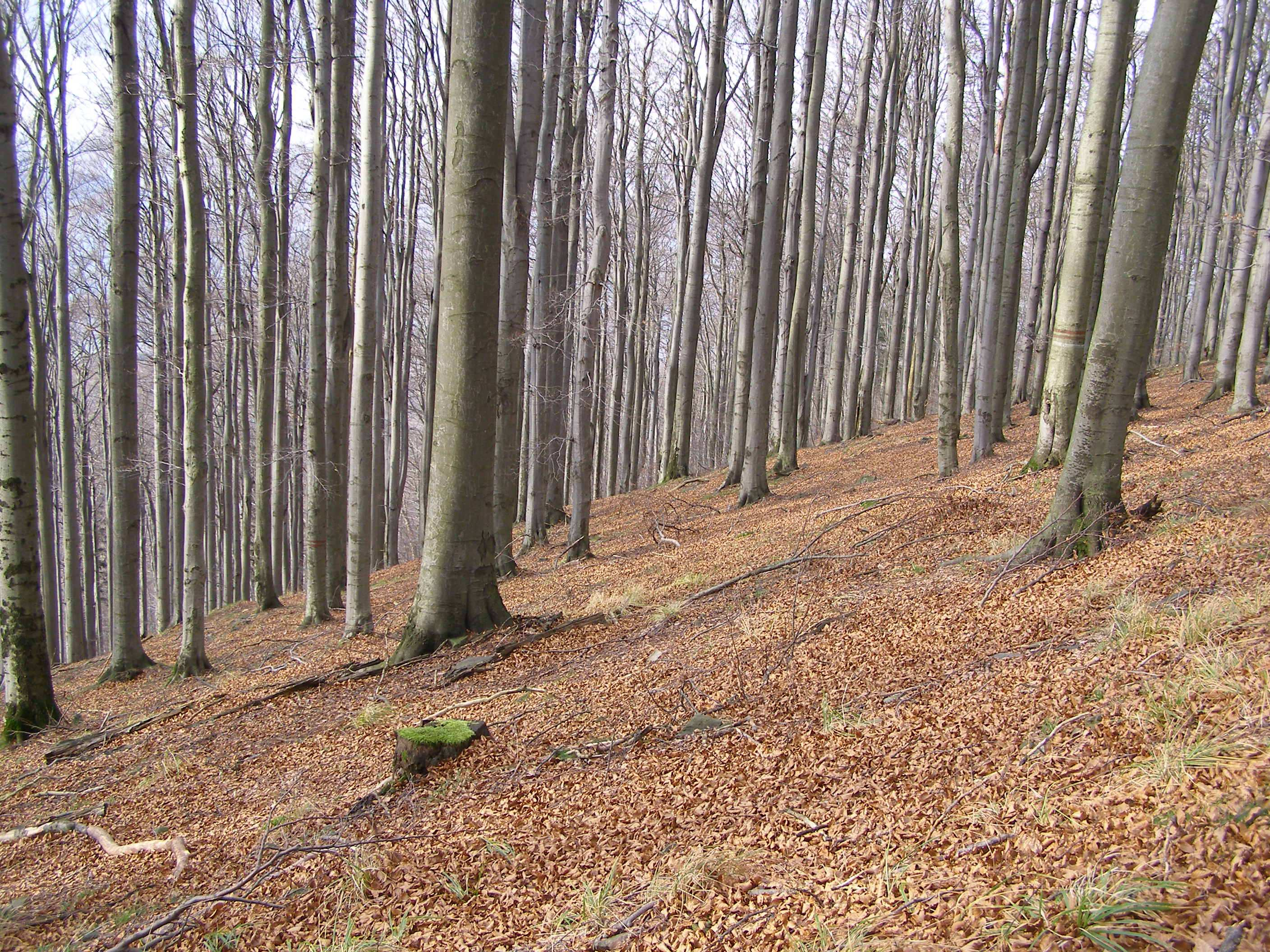 Foto č. 5: Buková kmenovina s podrostem bylin v jihovýchodní části (21. 11. 2010, J.
