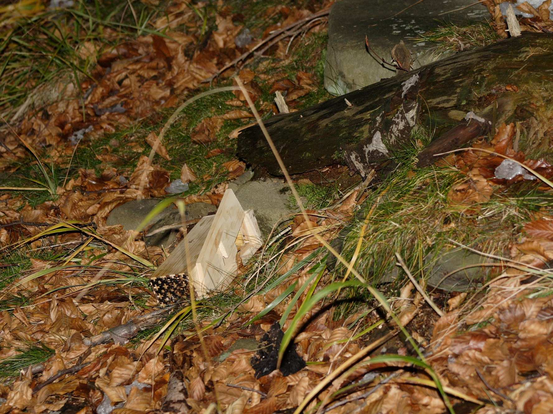 Foto č. 9: Mladý bukový porost s příměsí jedlí silně prorostlý třtinou pod vrcholem Skalka (21. 11.