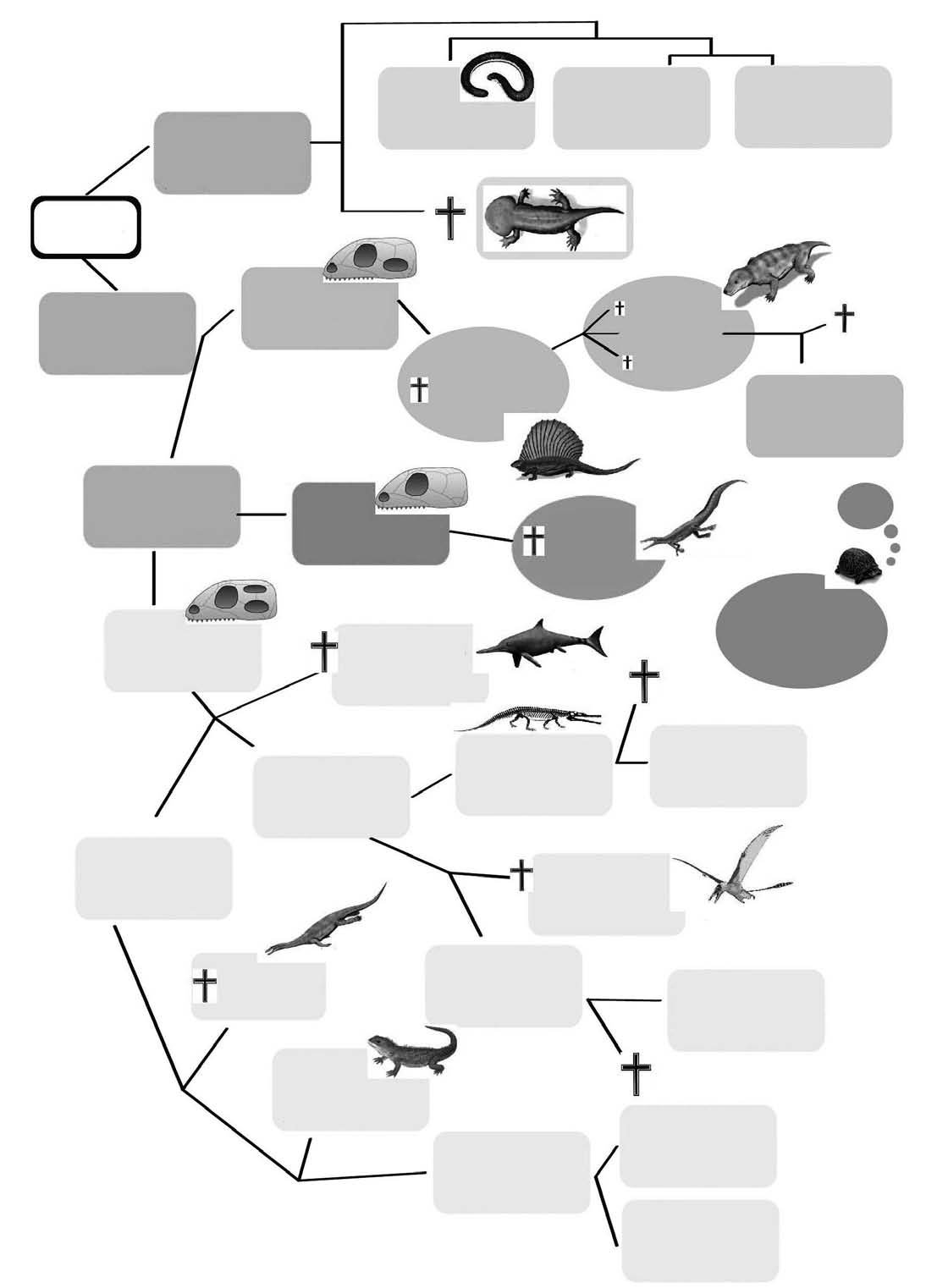 Fylogenetické schéma čtyřnožců (Tetrapoda) pro praktické cvičení z biologie Bezblanní (Anamnia) Skupina čtyřnožců, která je vždy alespoň v době rozmnožování závislá na vodním prostředí Červoři
