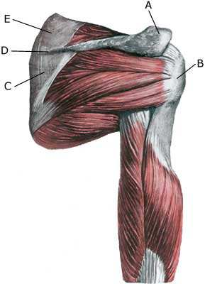 Obr. 3 - Svaly lopatky pohled zezadu (http://www.sportnetdoc.com/shoulder/inflammation of the bursa). G A F B E D C A acromion B tuberculum majus humeri C m.triceps brachii D m.teres minor E m.