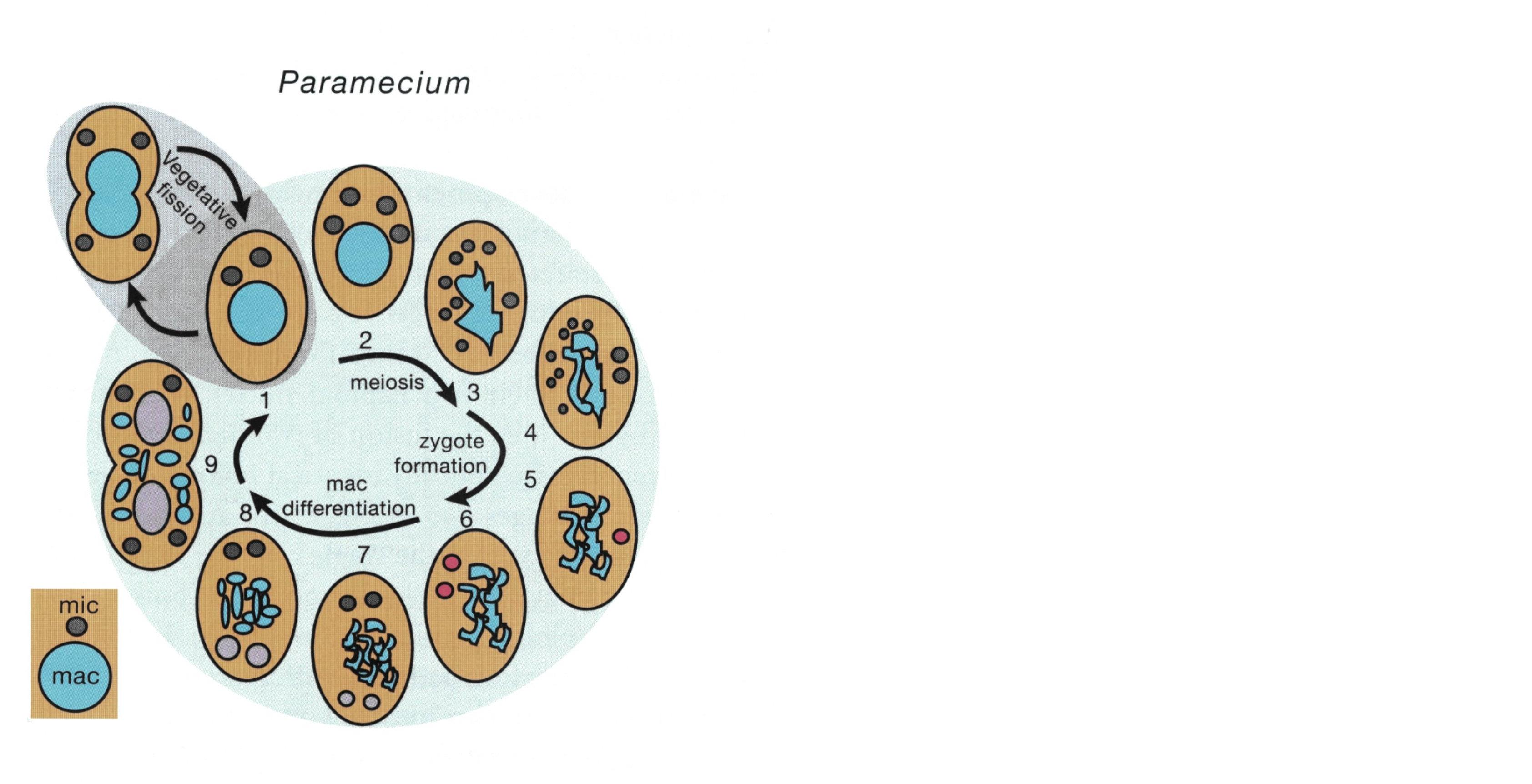 (1) Vegetativní buňky se množí binárním štěpením (vegetative fission).