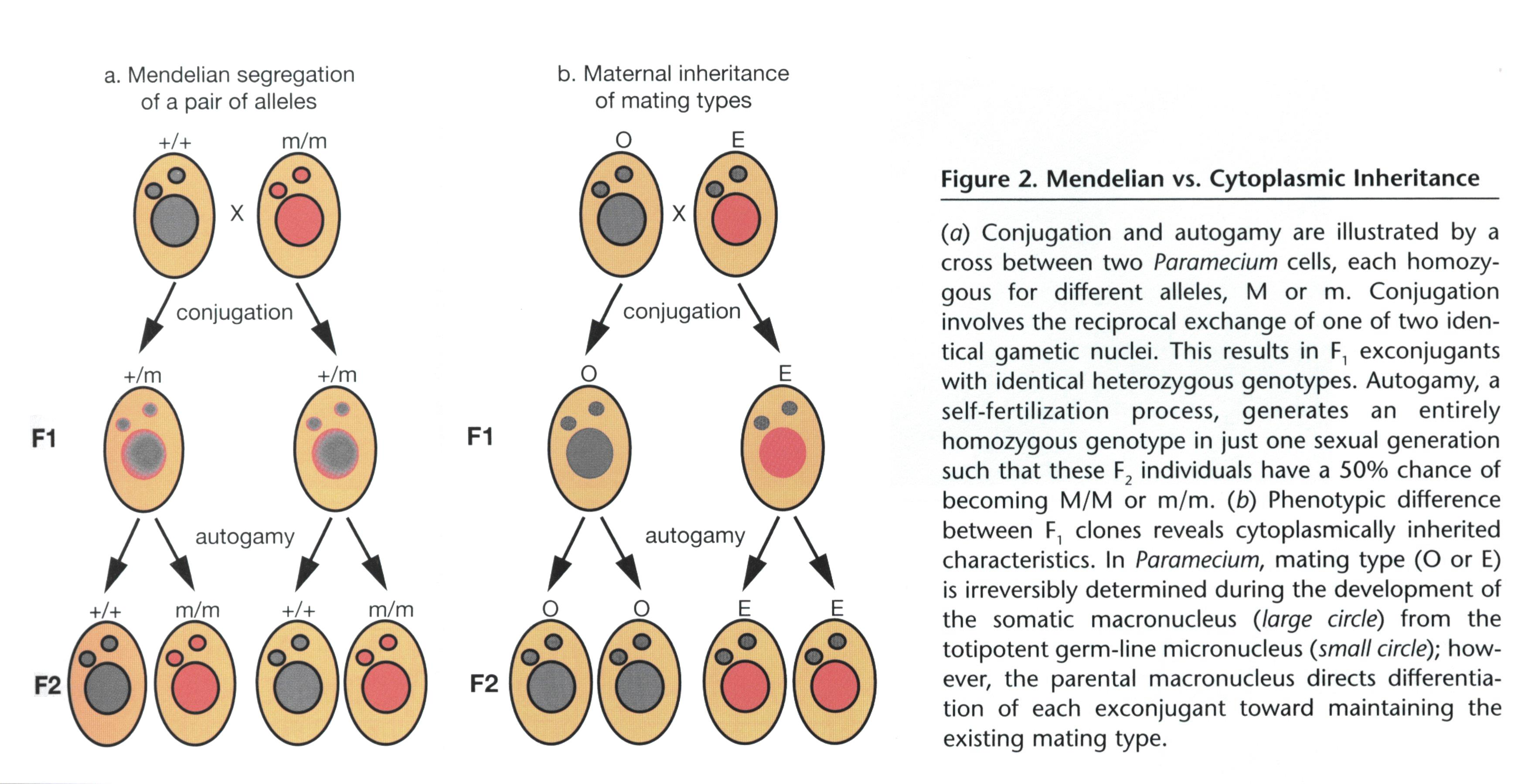 Mendelovská versus maternální genetika trepky (pohlavní typy) (cytoplazmatická dědičnost) WT homozygot křížení mutantní homozygot