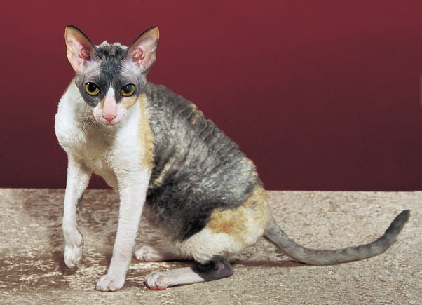 K tradiãním plemenûm rexû patfií i cornish rex Foto G. Metzová komise posuzovatelû mého tehdej ího svazu mû svedla dohromady s chovateli rexû, ktefií mûli obrovské problémy s genpoolem a odbytem.