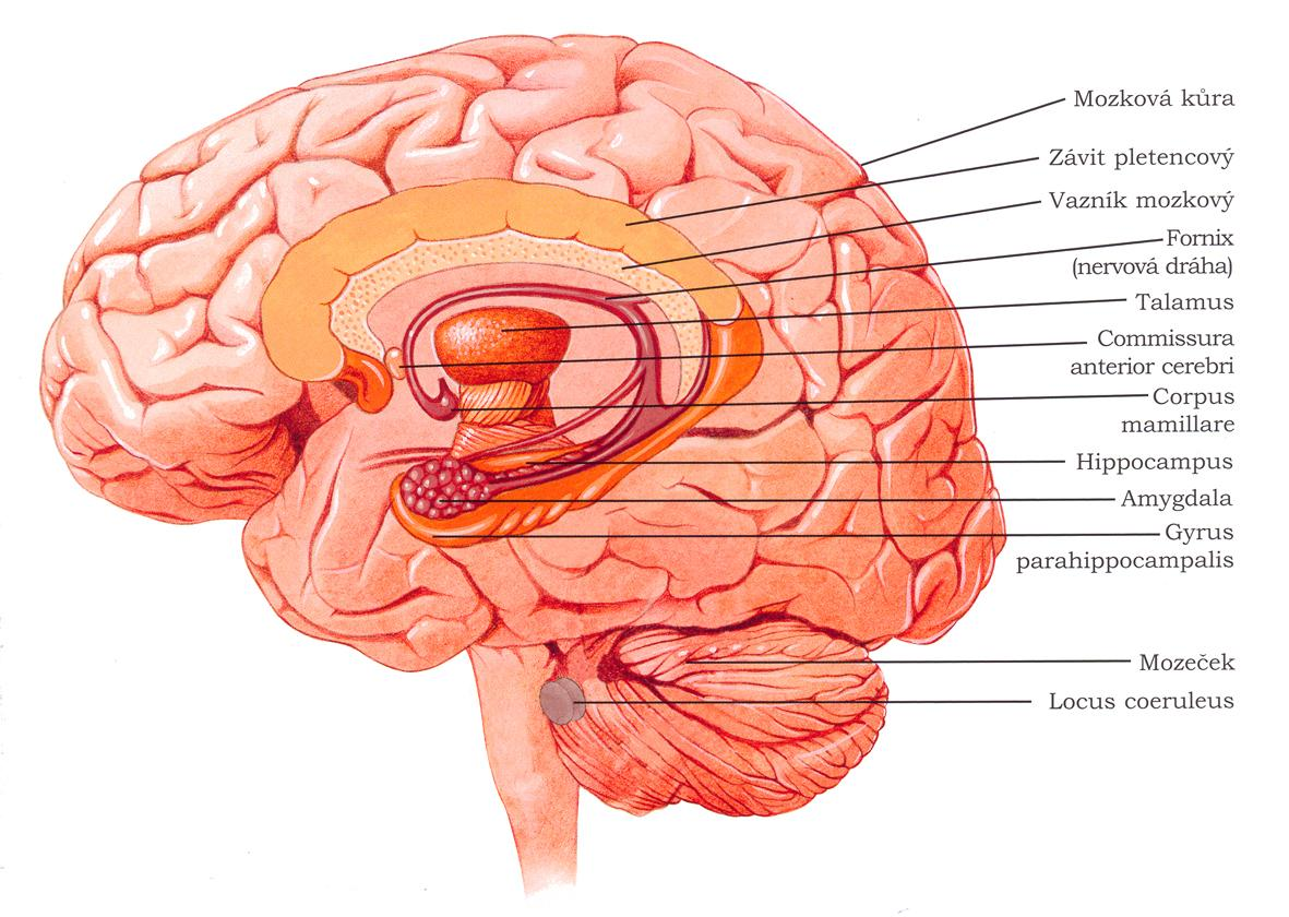 Důležitá je hladina serotoninu,