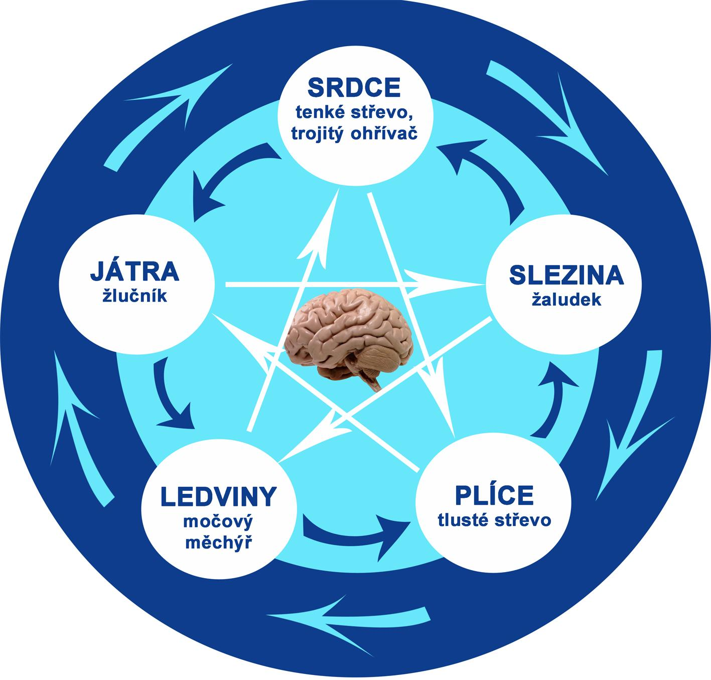 Jednotlivé orgány sytí