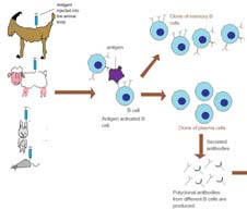 Protilátky Glykoproteiny, které jsou schopny identifikovat a zneškodnit antigen Těžký (H) řetězec Vazebná místa pro antigen Složen z 4 5 strukturně podobných domén H 2N NH 2 Velikost 50 75 kda H 2N