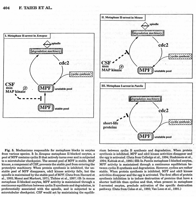 25 v metafázi II blokovaných oocytech a tím zabránit v degradaci cyklinu B s následným poklesem aktivity MPF a přechodem do G1 (Hirao a Eppig, 1997).