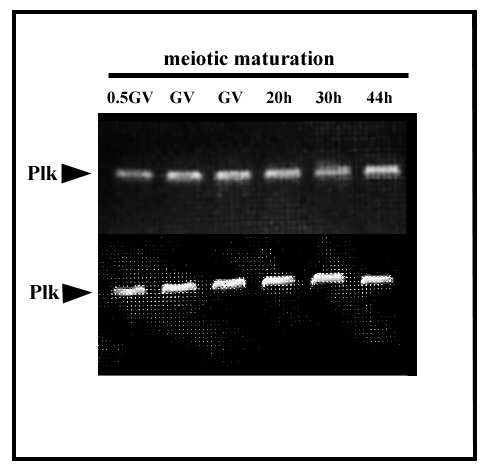 49 Předběžné výsledky analýzy exprese Plk na úrovni mrna a proteinů v prasečích oocytech v průběhu zrání in vitro.
