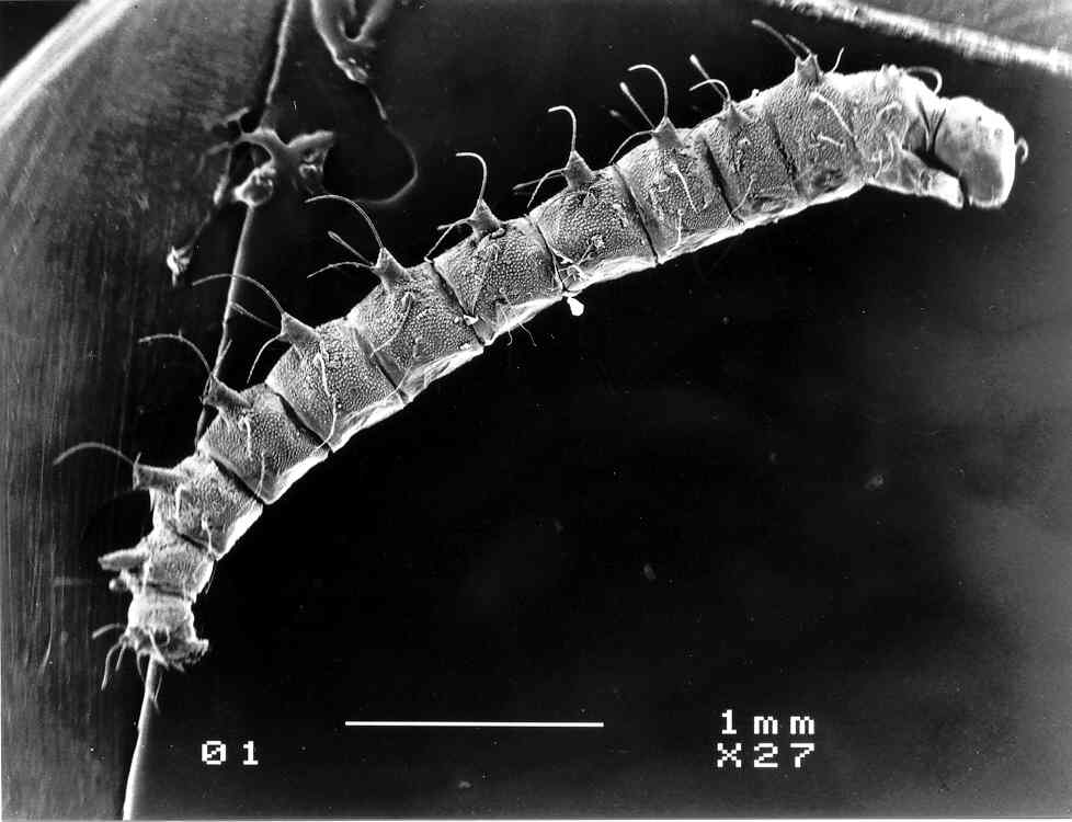 Larvy much a brouků Délka 2 mm - 4 cm Výskyt a nároky na prostředí hlavně v opadu (epigeické druhy), v půdě (edafické druhy), stanoviště s