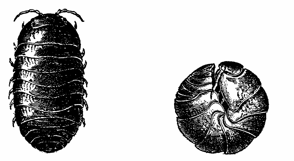 Stinky (Isopoda) Délka 1,5--2cm Výskyt a nároky na prostředí všude tam, kde je vlhko, citlivé na disturbanci, počty klesají směrem od jihu k severu,