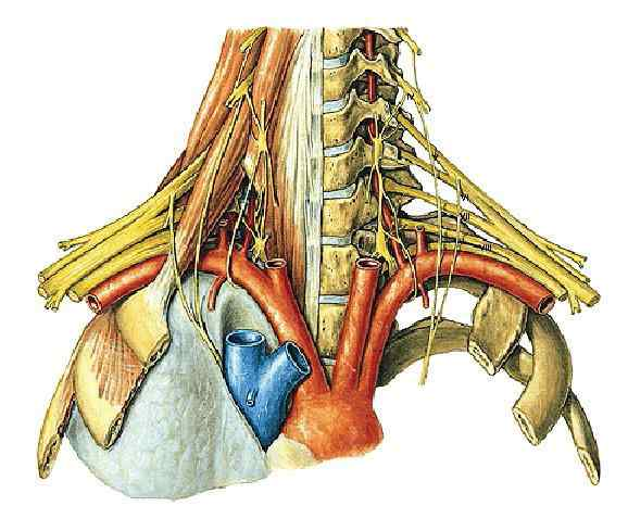 plexus