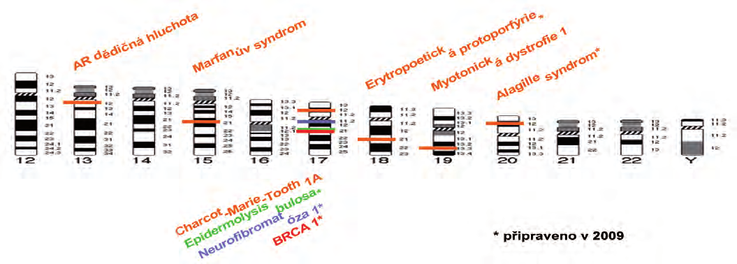 Preimplantační diagnostika (PGD) Byla provedena v 51 cyklech. Metodou FISH provádíme převážně vyšetření dědičných chromozomálních translokací.