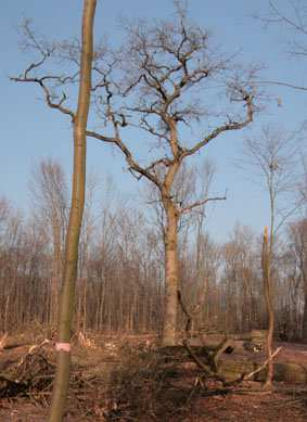 3.5.1. Výsadby Logickým krokem jsou výsadby nových solitérních nebo alejových stromů. Mělo by jít o stromy s individuální ochranou v co nejvyšších počtech.