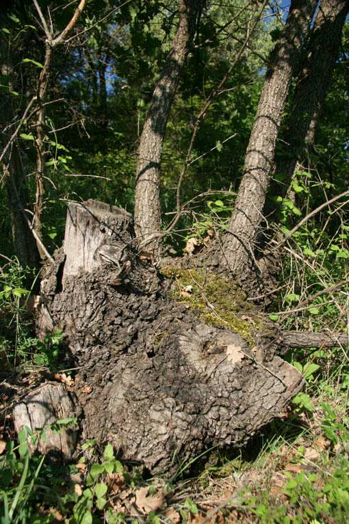 možnost na změnu adaptovat. Cílová pokryvnost korun by měla být kolem 40-70%.