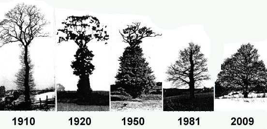 porostu (Altman et al. 2013), ale stromy ponechané na pasekách tak běžně bývají nazývány a pro zjednodušení jim tak budeme říkat i zde. Tesařík obrovský ponechané stromy běžně osidluje.