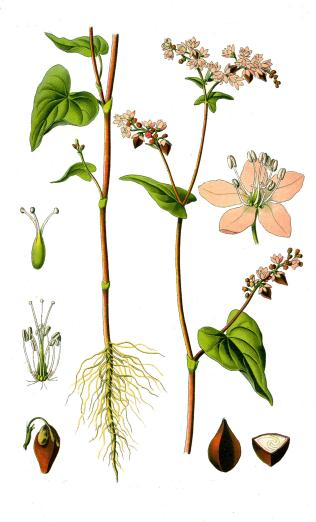 Obr. 16: Pohanka setá (Fagopyrum esculentum moench) 3.3 Bez černý (Sambucus nigra L.) čeleď: Bezovité (Sambucacae) 3.3.1 Charakteristika Je statný keř se silnými hranatými větvemi s tlustou dření tzv.