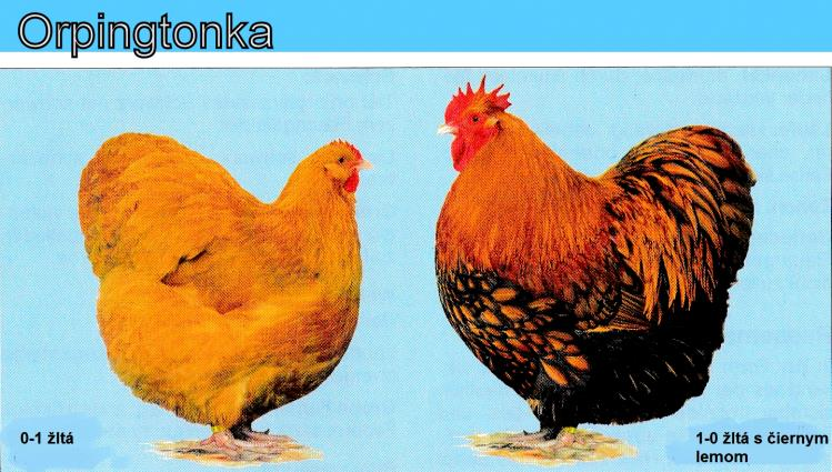 EE: Orpington ČR: Orpingtonky Pôvod: Anglicko Celkový vzhľad: robustná sliepka, ťažkého typu; štvorcového tvaru tela; výška aj šírka tela sa približne rovná jeho dĺžke; s bohatým, kyprím, nie príliš