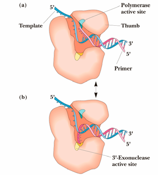 DNA replikace in vitro vyžaduje pouze jeden enzym DNA Polymerasa 1957 Arthur Kornberg dokázal existenci DNA polymerasy - DNA polymerase I in vitro polymerasa vyžaduje pouze: 4 deoxynukleotidy