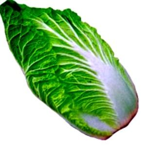 Čínské zelí (Brassica