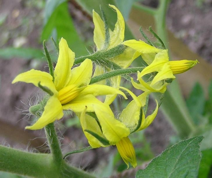 Rajče jedlé (Solanum