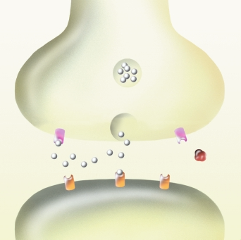 Obr. 2 Mechanismus úãinku donepezilu na nervové synapsi M 2 -receptor acetylcholin v léãbû Alzheimerovy choroby a demence s Lewyho tûlísky je zaloïeno na dûkazech (evidence based medicine).