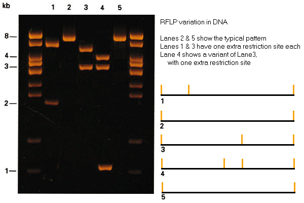 RFLP restriction fragment length polymorphism Variabilita RFLP Vzorek DNA 2 a 5 má typickou délku fragmentu Vzorek DNA a 3 má navíc jedno nové