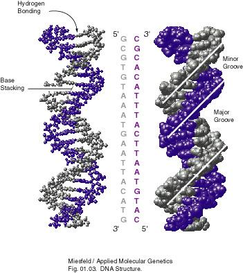Co zjišťujeme u DNA Genetickou podstatu konkrétních proteinů Mutace bodové (sekvenční delece nebo inzerce nukleotidů), chromosomové aberace (numerické, strukturální) Polymorfismy konkrétní mutace,