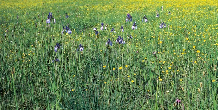 Okres Ústí nad Orlicí valliana), kosatec sibifisk (Iris sibirica), vemeník dvoulist (Platanthera bifolia), hlad prusk (Laserpitium prutenicum), kozlík dvoudom (Valeriana dioica), prvosenka jarní
