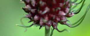 Pacibulky v květenství lipnice cibulkaté